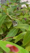 bunny_alina_kim Altpins Profile Picture