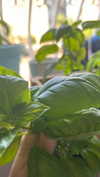 canabaputgir Altpins Profile Picture
