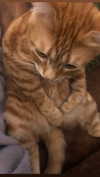 carmelllli Altpins Profile Picture