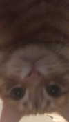 carmelllli Altpins Profile Picture