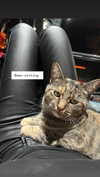 carolinesometimes Altpins Profile Picture