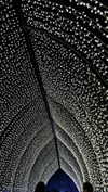 carolinesometimes Altpins Profile Picture