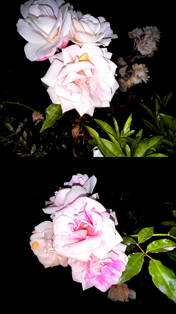 ch111oe ch111oe archive image