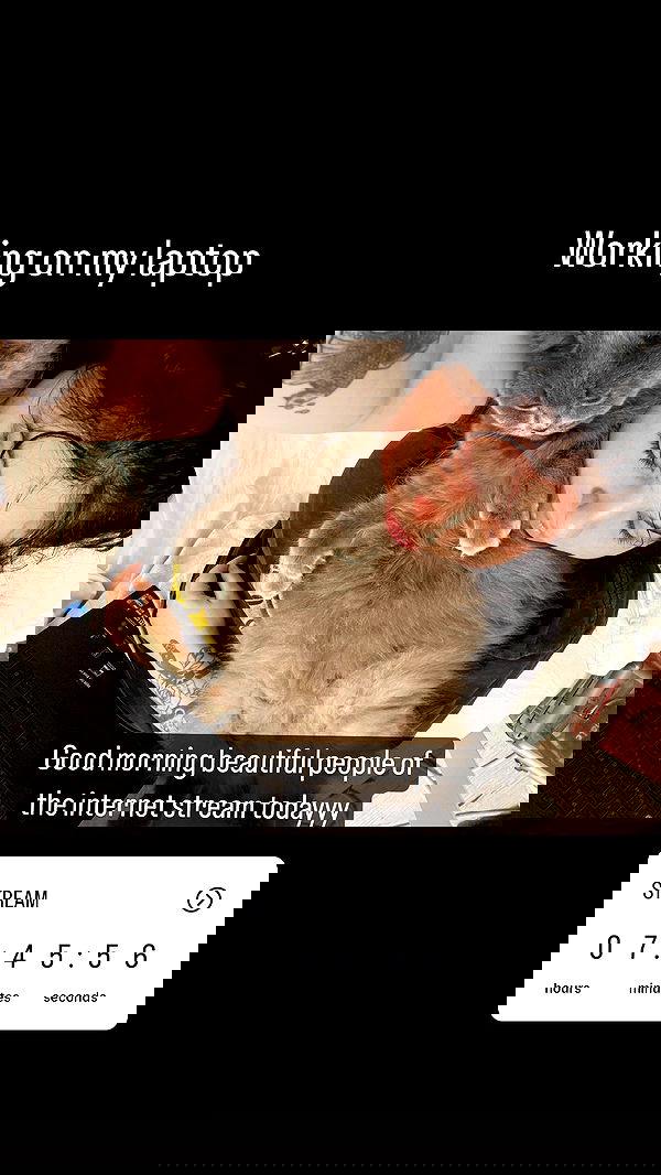 chibinekopurr chibinekopurr archive image