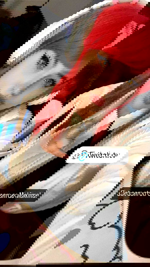 chibinekopurr chibinekopurr archive image