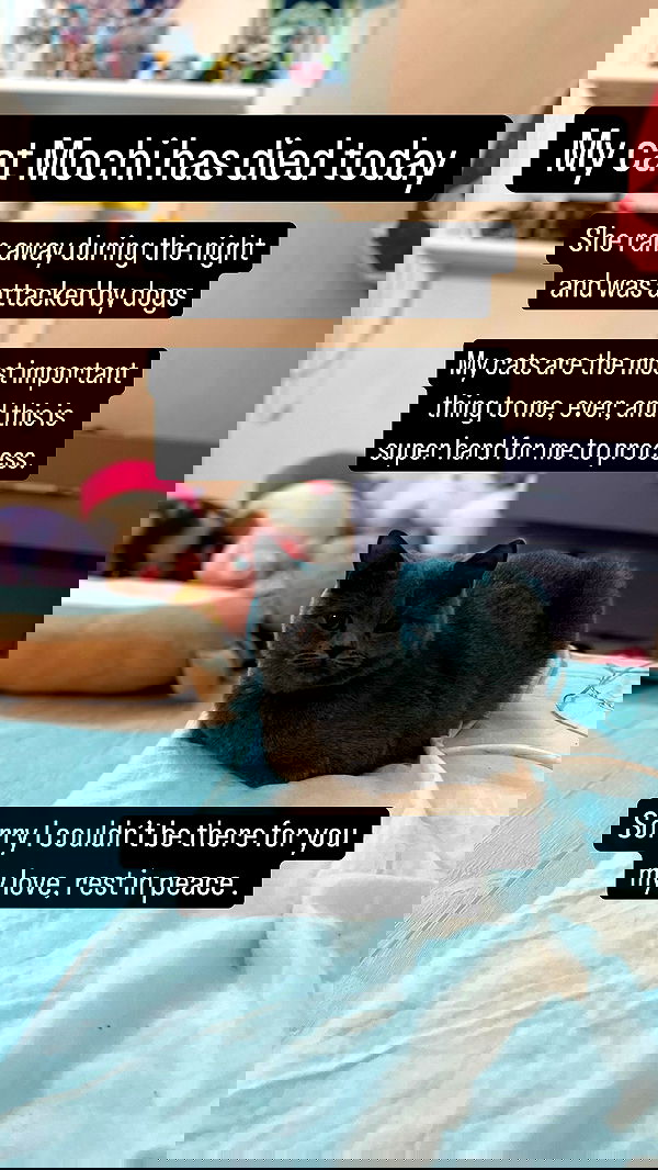 chibinekopurr chibinekopurr archive image