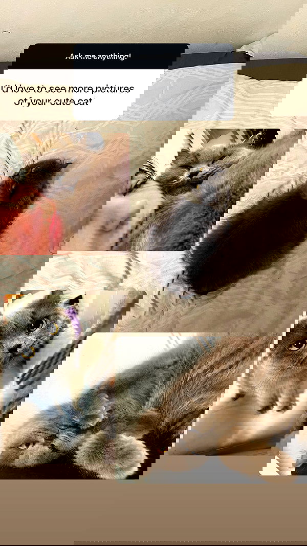 chibinekopurr chibinekopurr archive image