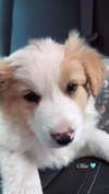 chloe.bellaa Altpins Profile Picture