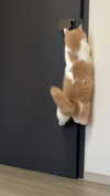 cyberkitty_____ Altpins Profile Picture