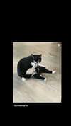 cyberkitty_____ Altpins Profile Picture
