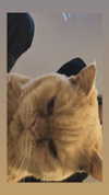 d3ad.doll Altpins Profile Picture