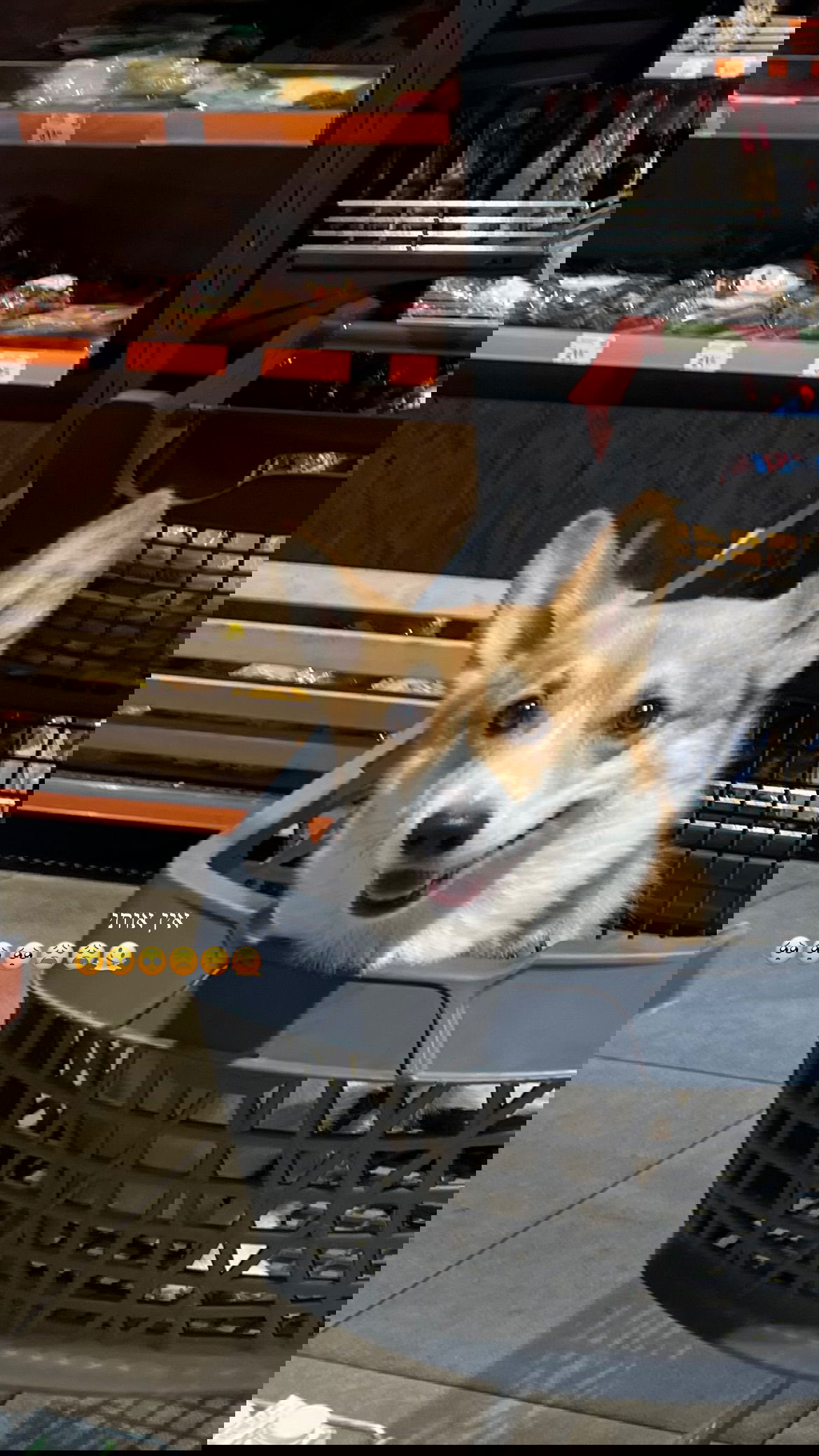 dana_ratushany instagram image archive image