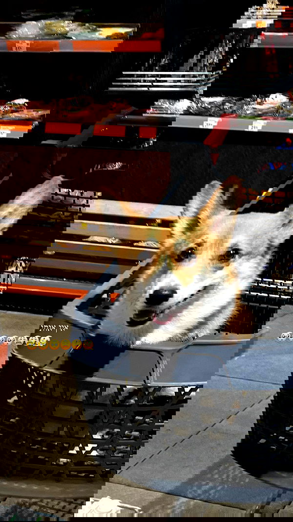 dana_ratushany image ~ Altpins