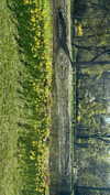 daniela.pritika Altpins Profile Picture