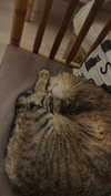 daniela.pritika Altpins Profile Picture