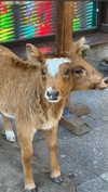 daniela.pritika Altpins Profile Picture