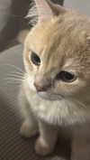 daniela.pritika Altpins Profile Picture
