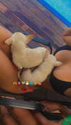 dari.hurvits Altpins Profile Picture