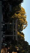 dina_shrago Altpins Profile Picture