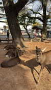 dina_shrago Altpins Profile Picture