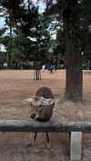 dina_shrago Altpins Profile Picture