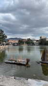 dina_shrago Altpins Profile Picture