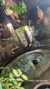 dror_morad Altpins Profile Picture