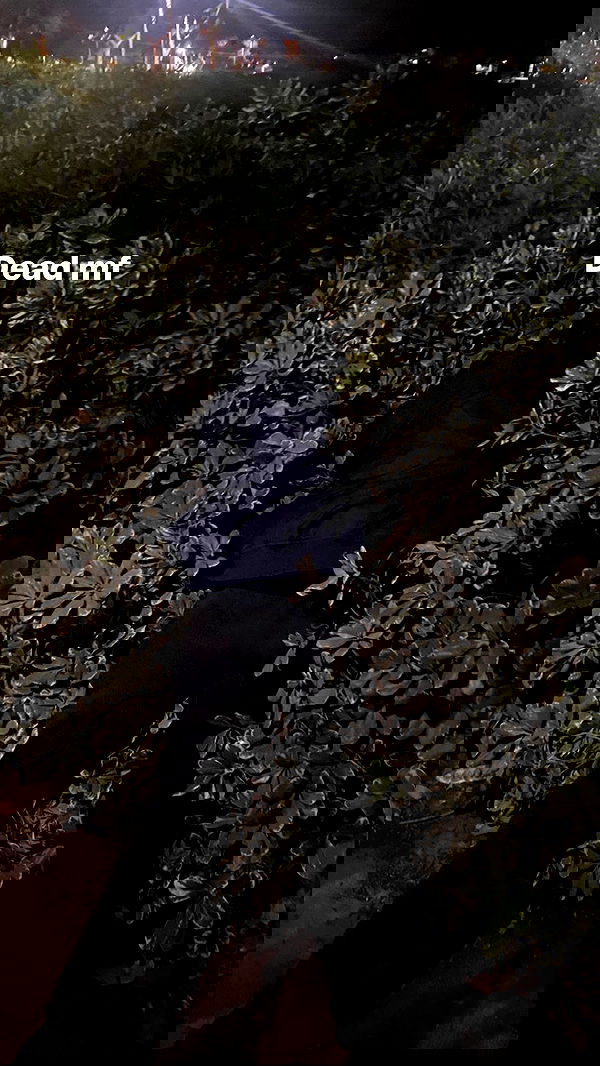 dustheadd dustheadd archive image