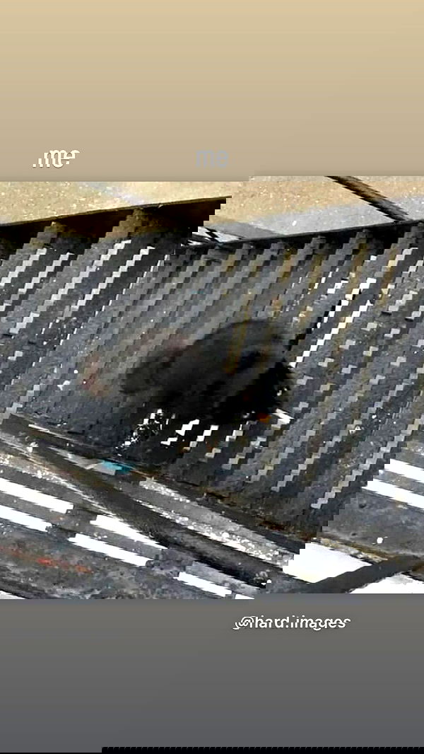 dustheadd dustheadd archive image