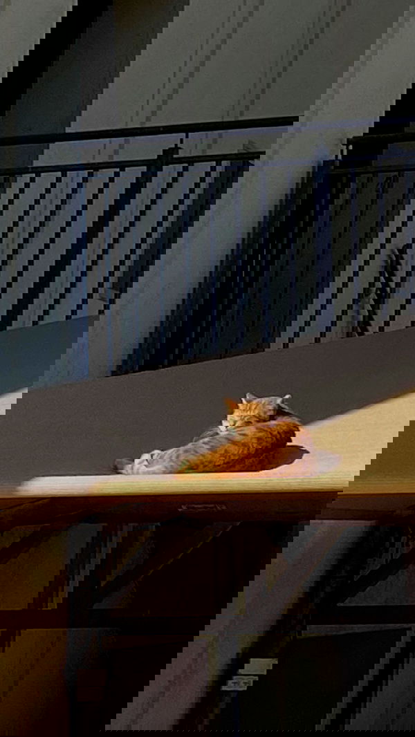 dustheadd dustheadd archive image