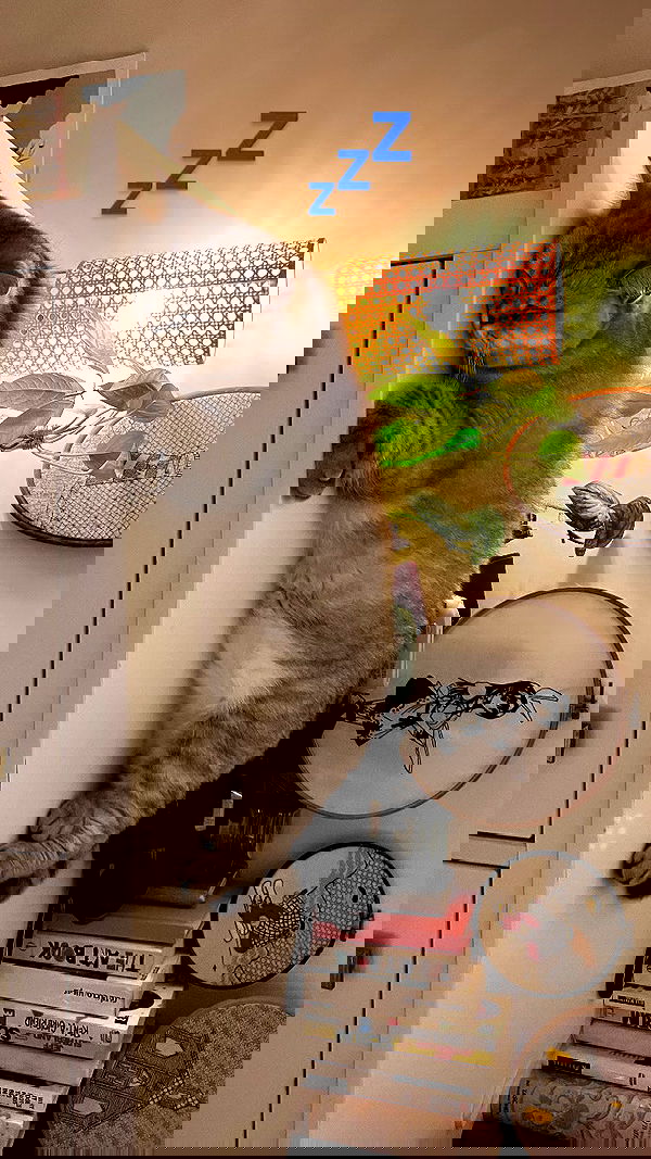 elianachetrit image ~ Altpins