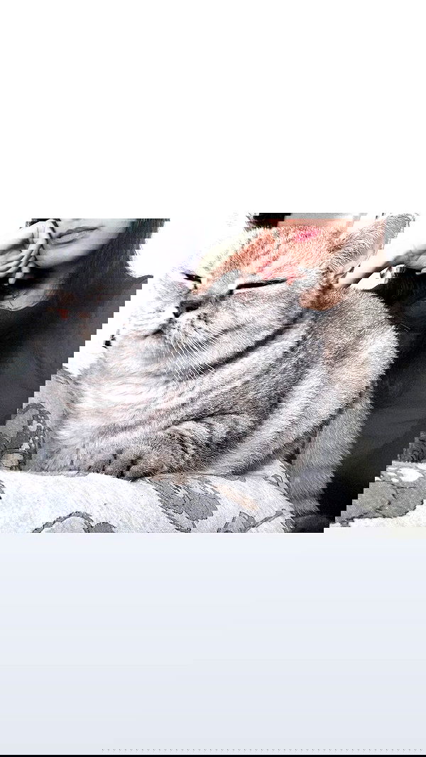 elianachetrit image ~ Altpins