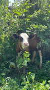 elliesorokin Altpins Profile Picture