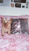 elliesorokin Altpins Profile Picture