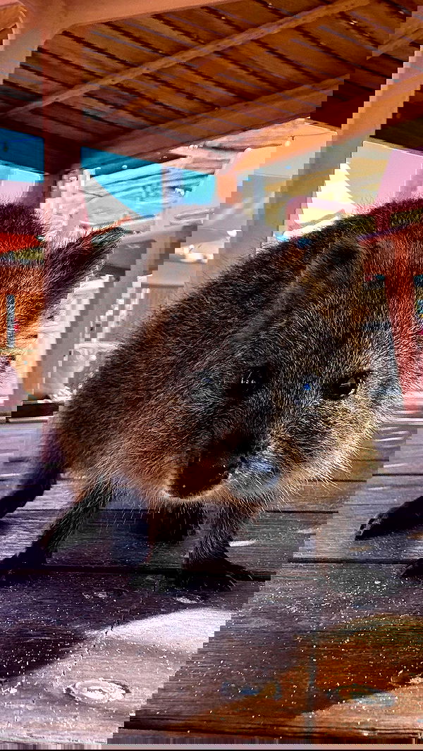 emxllouise2 image ~ Altpins