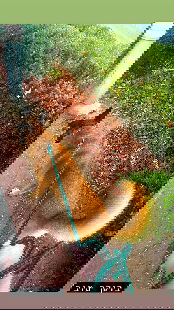 eveliniya eveliniya archive image