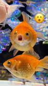 fegalvao_ Altpins Profile Picture