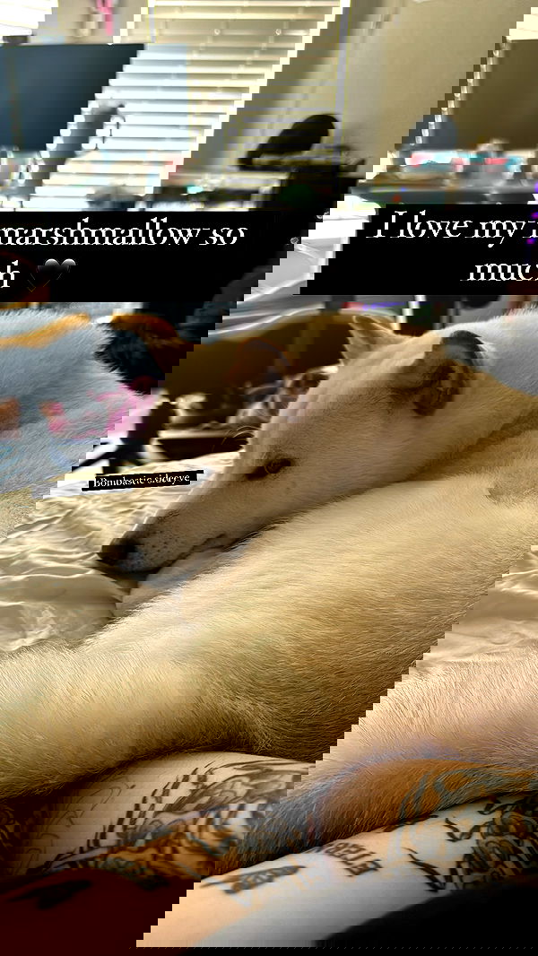 flarebahr flarebahr archive image