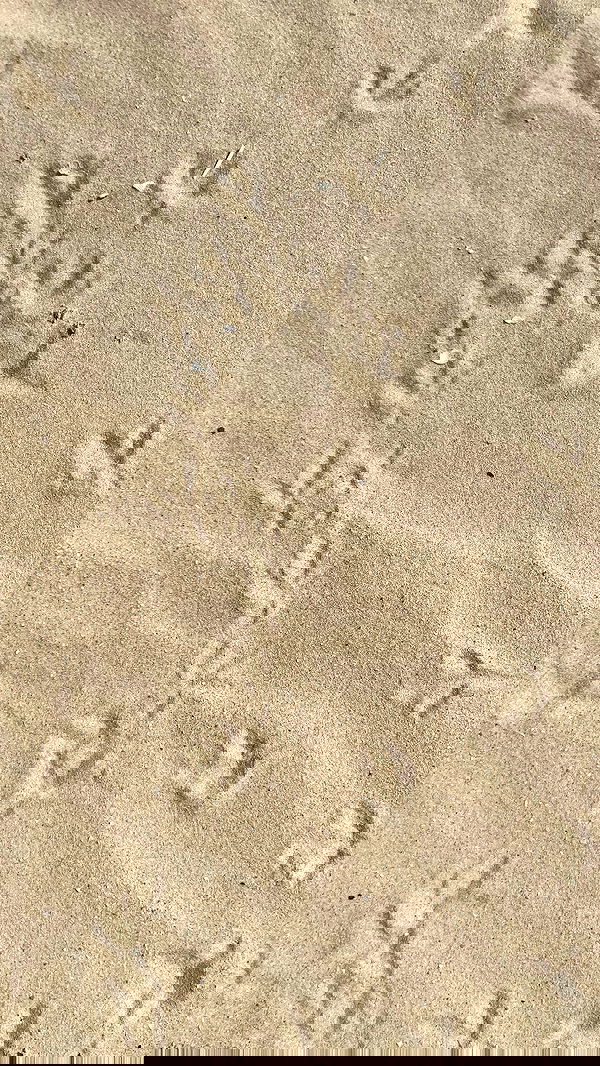 g.a.l.1.a g.a.l.1.a archive image