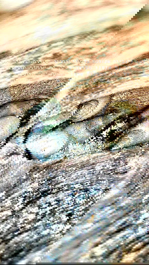 g.a.l.1.a g.a.l.1.a archive image