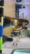 gal_laniado Altpins Profile Picture