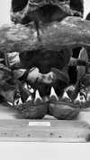 giorjja Altpins Profile Picture