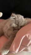 graciebwest Altpins Profile Picture