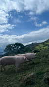 hagarschubert Altpins Profile Picture