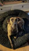 hagarschubert Altpins Profile Picture