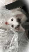 hihotlam Altpins Profile Picture
