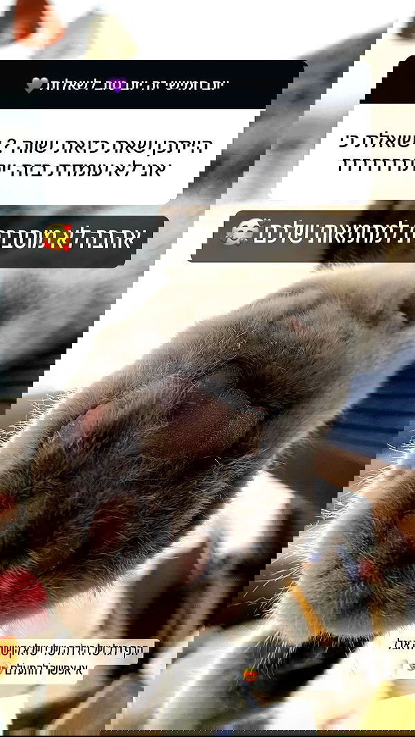 holllly.molly holllly.molly archive image