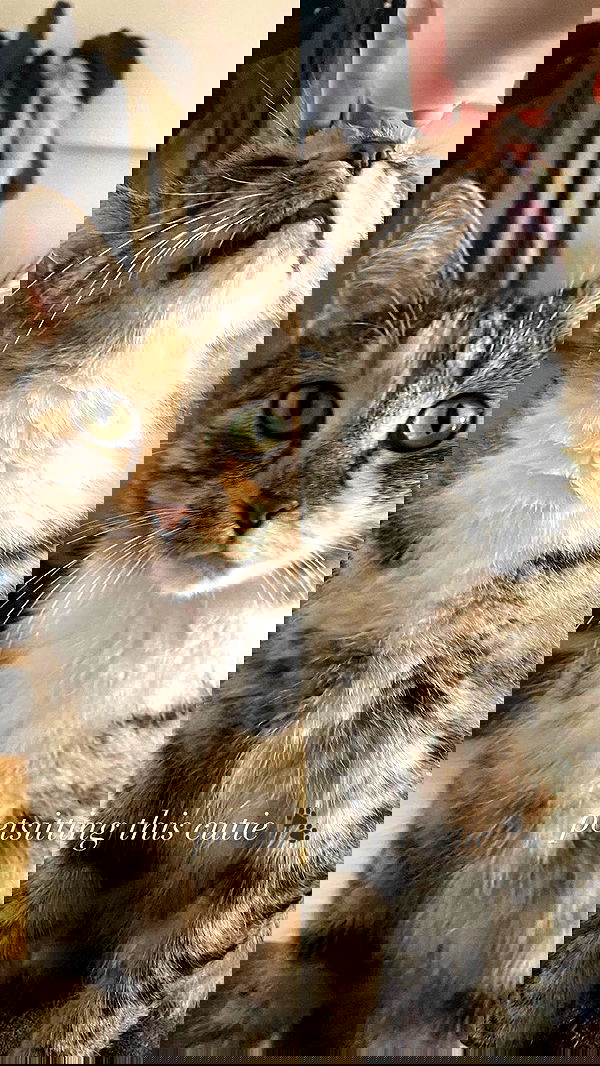 iheartpidge iheartpidge archive image