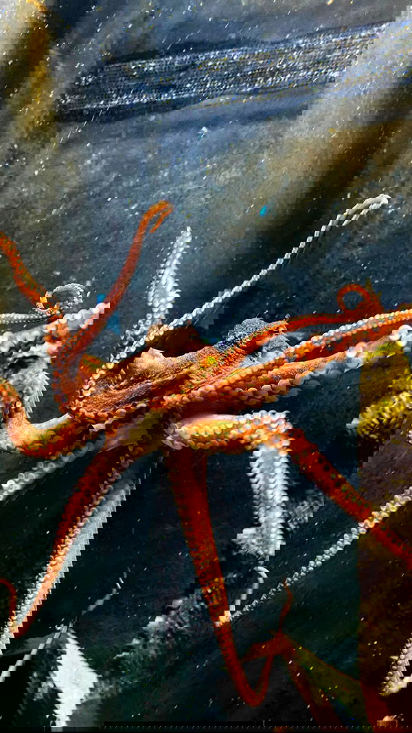 iheartpidge iheartpidge archive image