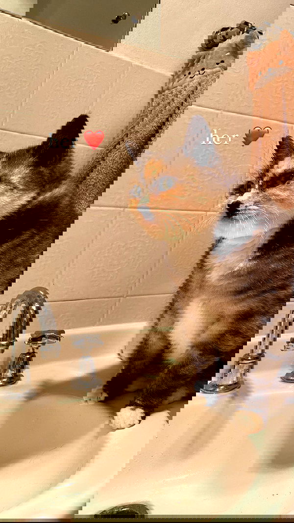 iheartpidge iheartpidge archive image